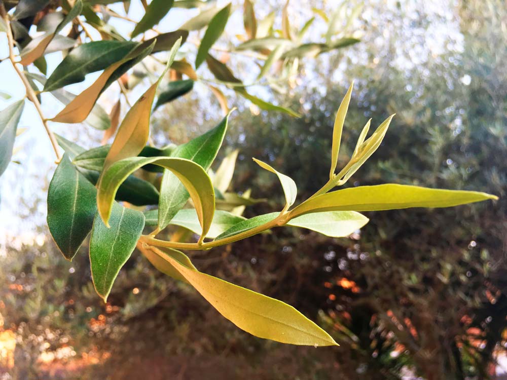 aceite-oliva-oro-liquido