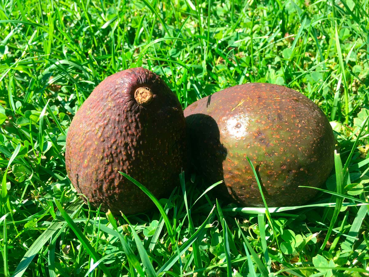 Aguacate, el fruto exótico