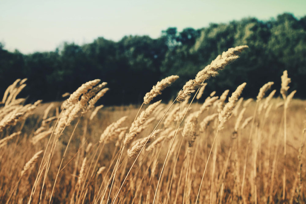alimentos sin gluten