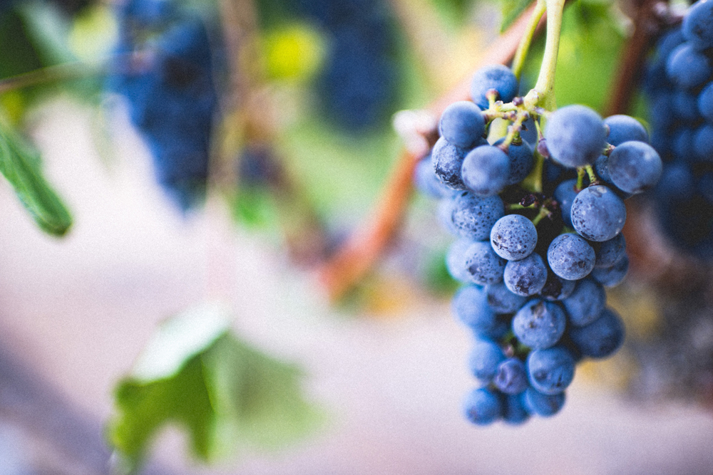 beneficios uva