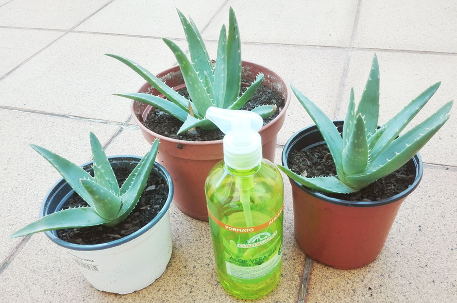 aloe vera corpore sano