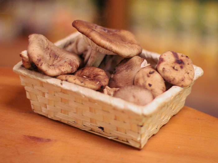 setas shiitake