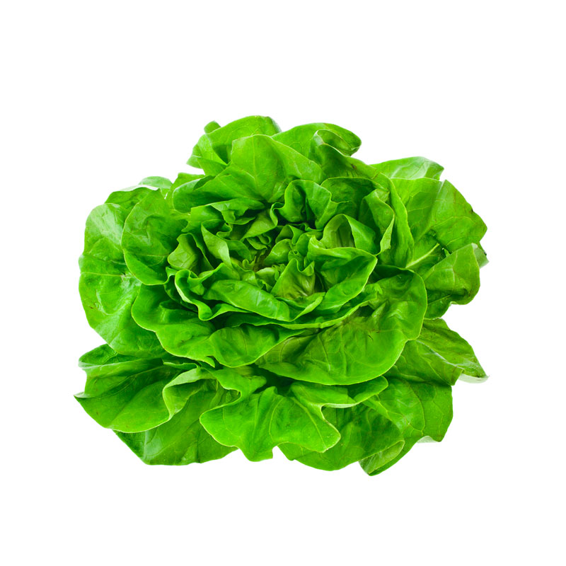 Lechuga