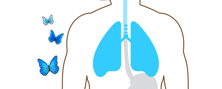 Sistema respiratorio