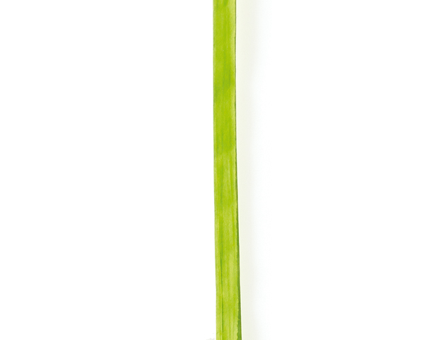 Raffia 7mm verde manzana 100 mts 