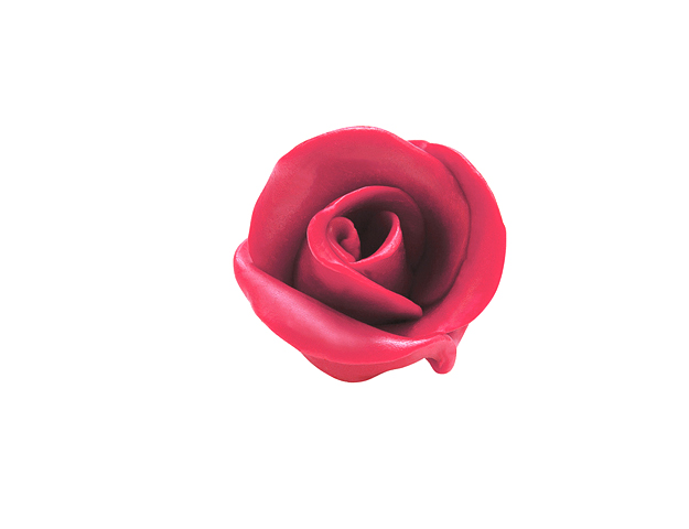 Rosa rosa chocolate